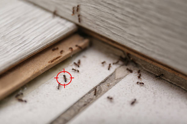 Best Cockroach Control Services  in Homer, LA