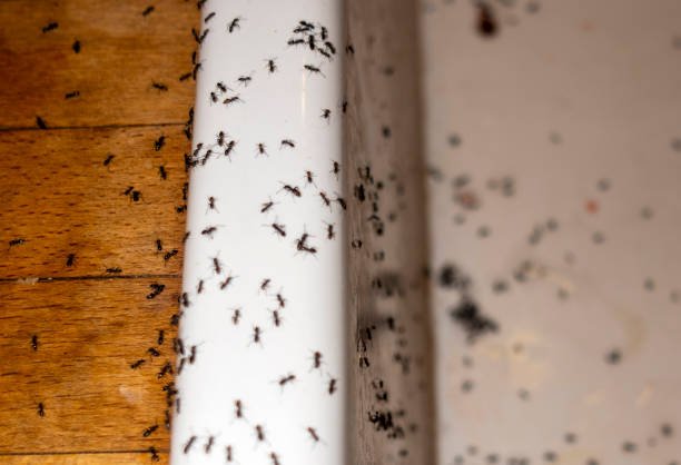 Best Pest Control for Homes  in Homer, LA