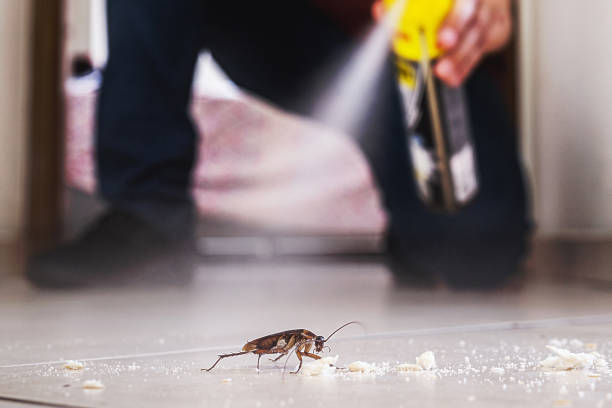 Best Spider Control Near Me  in Homer, LA